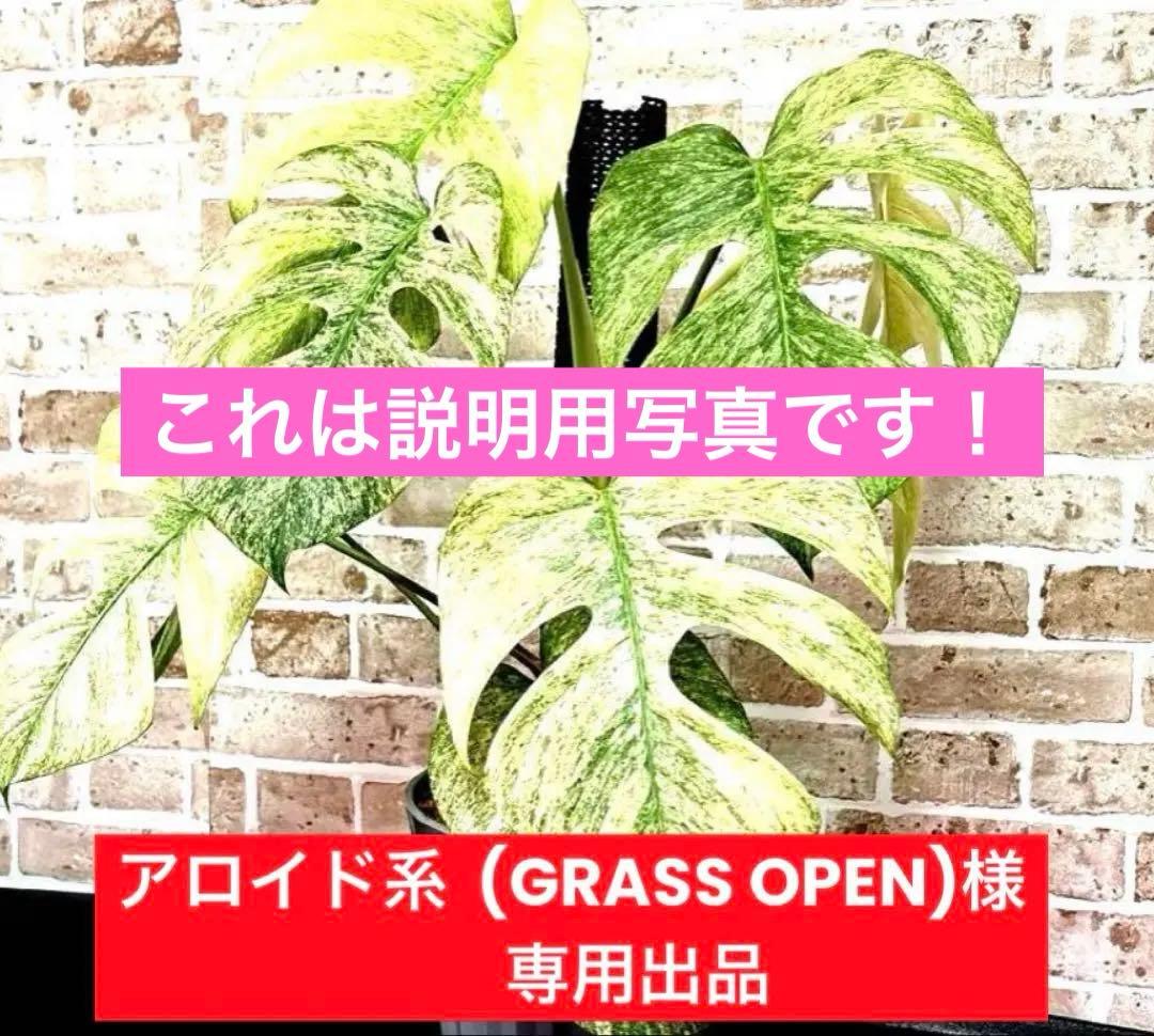 専用商品　モンステラ　ボルシギアナ　フルミント　3