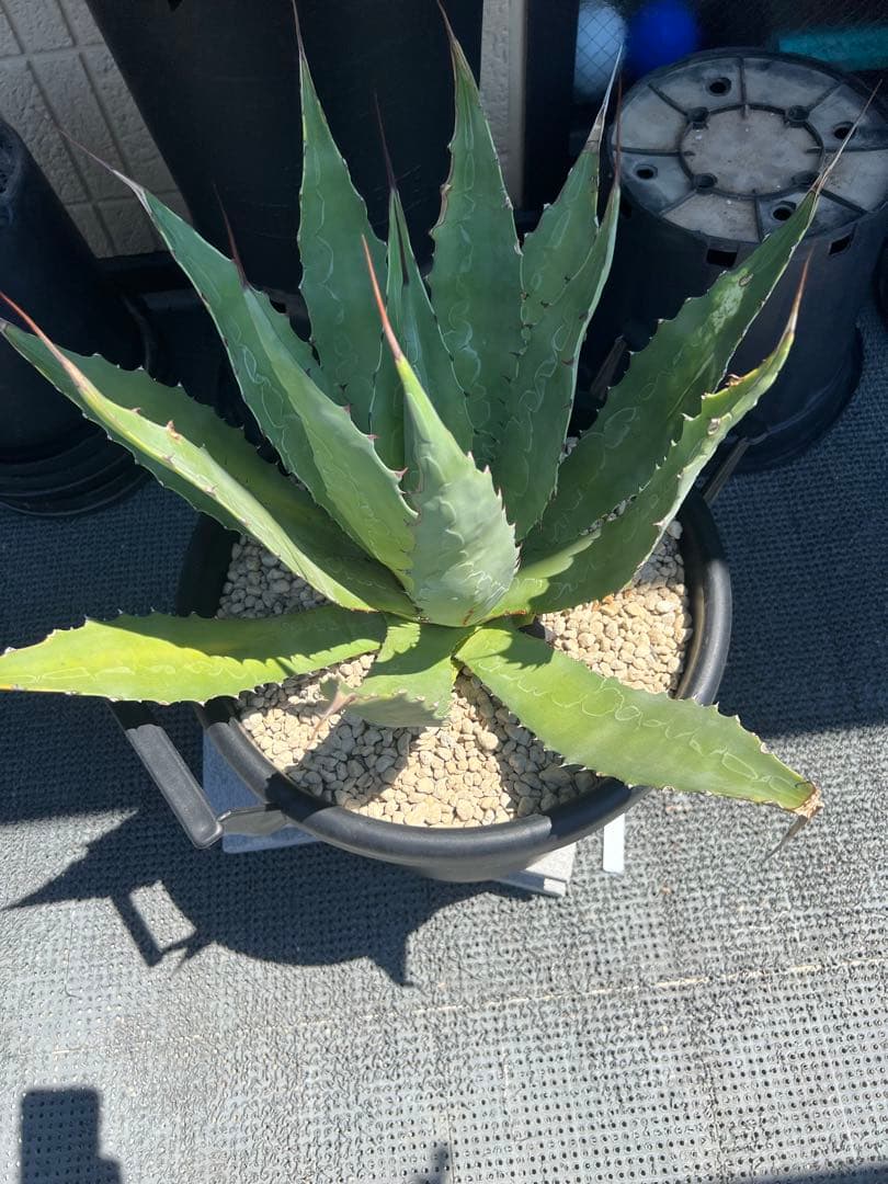 アガベ　大株　長葉ワコマヒー　強刺　耐寒性有！