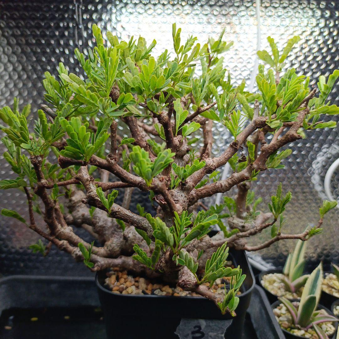 【バレンタインセール】センナ　メリディオナリス　極太　特大 発根済　3