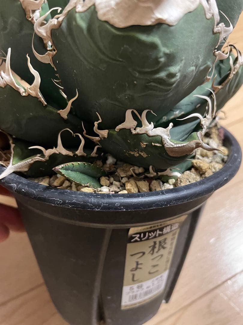 スーパーチタノタ親株　子株2つ付き