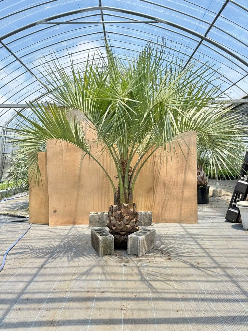 ココスヤシシルバーリーフ【極太】葉先 200cm幹回り115cm 幹高40cm