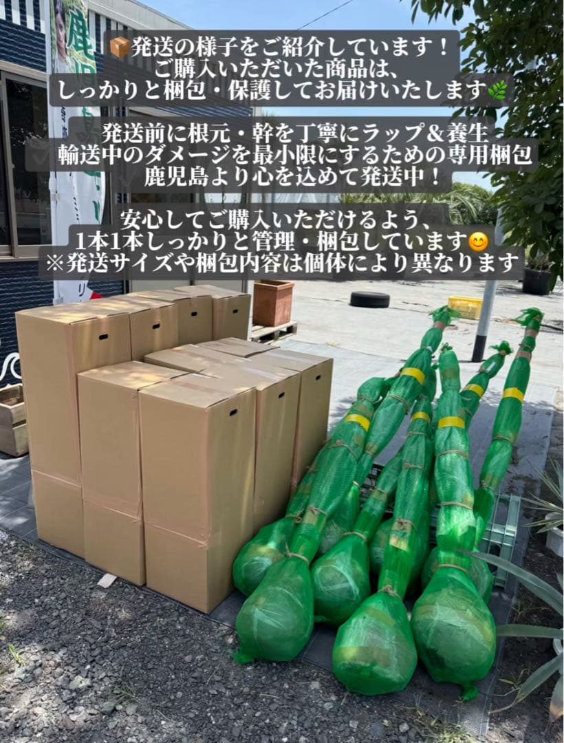 ココスヤシシルバーリーフ【極太】葉先 200cm幹回り115cm 幹高40cm