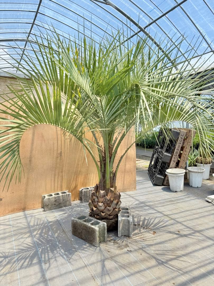 ココスヤシシルバーリーフ【極太】葉先 200cm幹回り115cm 幹高40cm