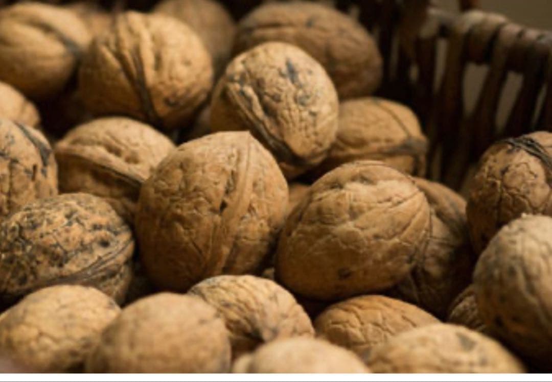 北の蝦夷　鬼胡桃　1メートル30 大小セット