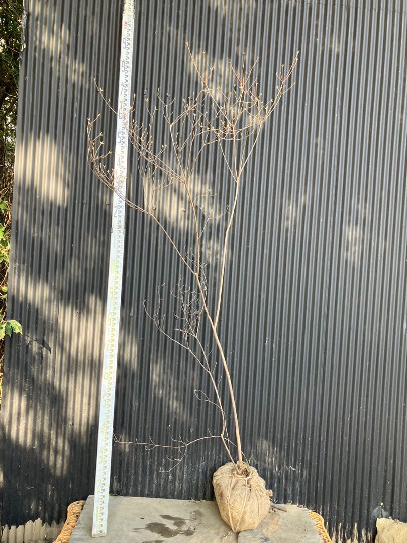 山採り　バイカツツジ