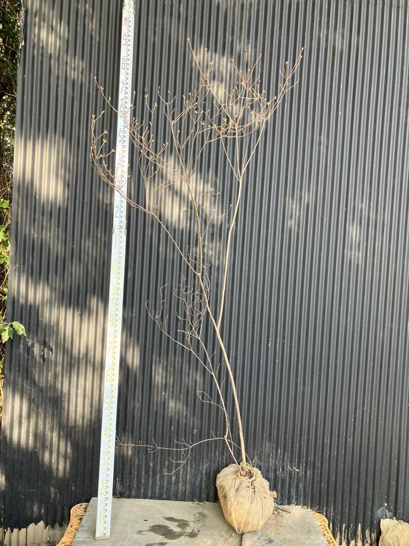 山採り　バイカツツジ