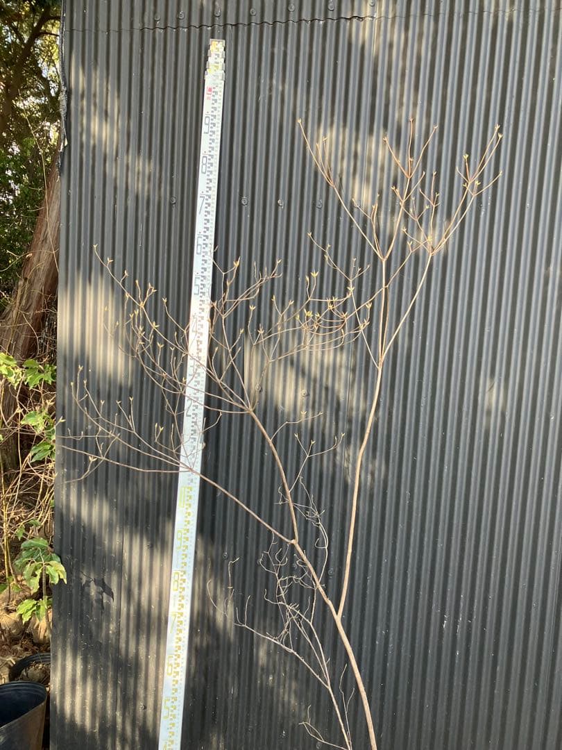 山採り　バイカツツジ