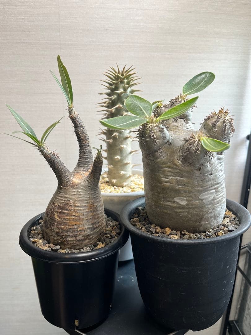 パキポディウム・グラキリス、エブレネウム、アンボンゲンセ (実生)