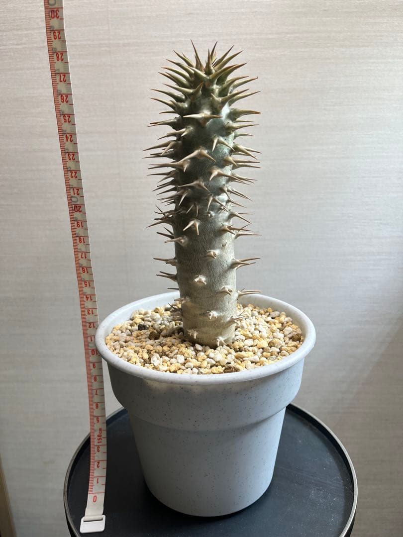 パキポディウム・グラキリス、エブレネウム、アンボンゲンセ (実生)