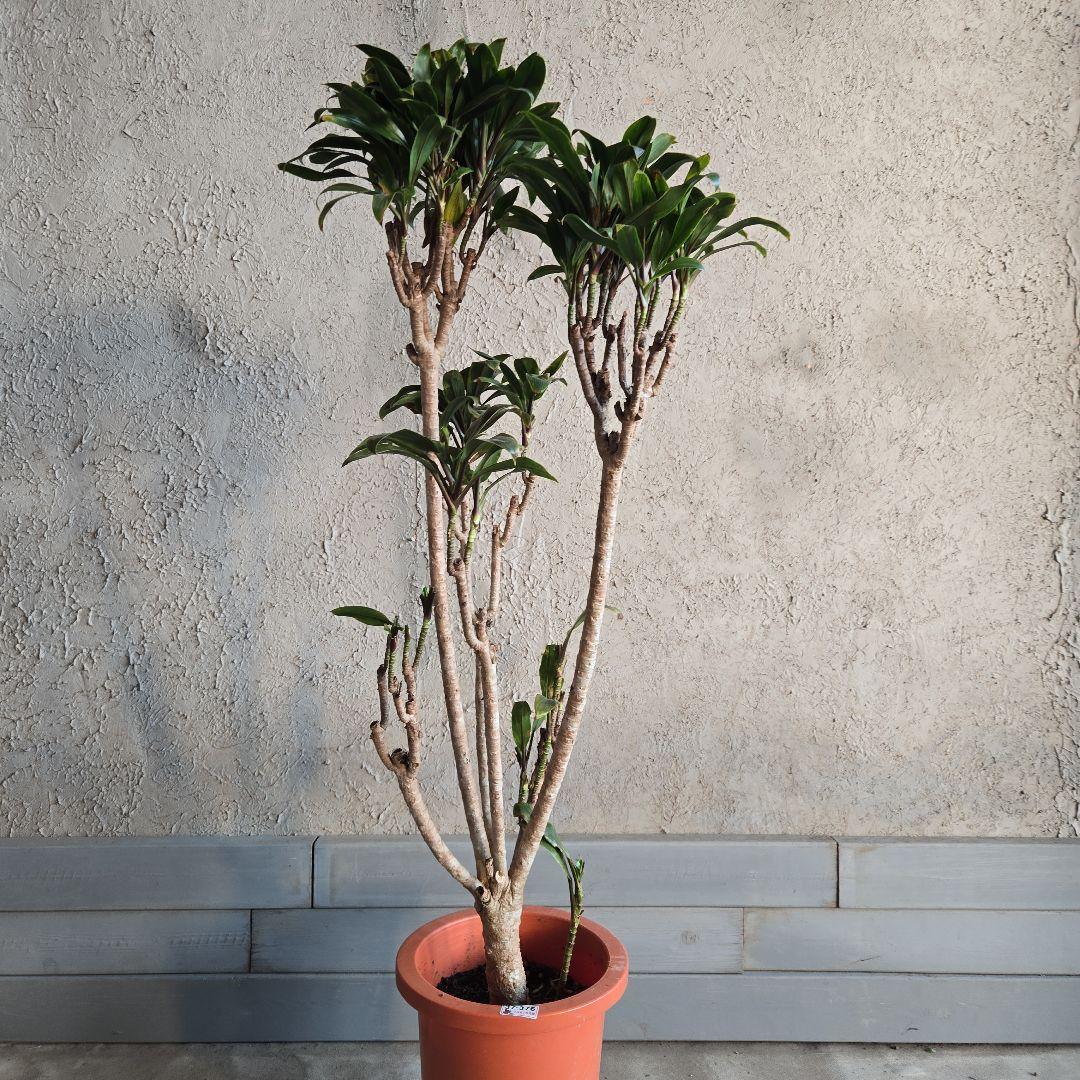 ⑪　コルジリネ　パープルコンダクター　8号　特大苗木最高等級極上品‼️