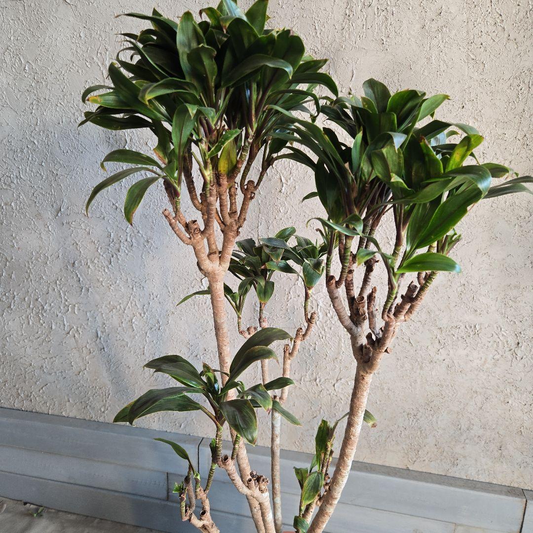 ⑪　コルジリネ　パープルコンダクター　8号　特大苗木最高等級極上品‼️