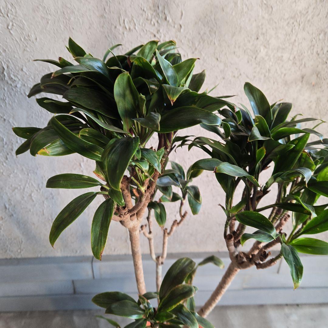 ⑪　コルジリネ　パープルコンダクター　8号　特大苗木最高等級極上品‼️