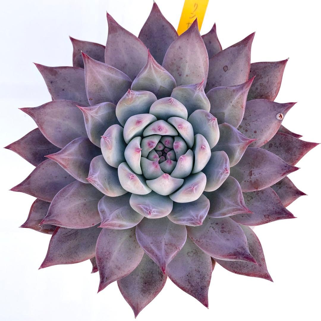 【極上苗】【札付き】 中里リンゼアナ 多肉植物 エケベリア 自家繁殖苗