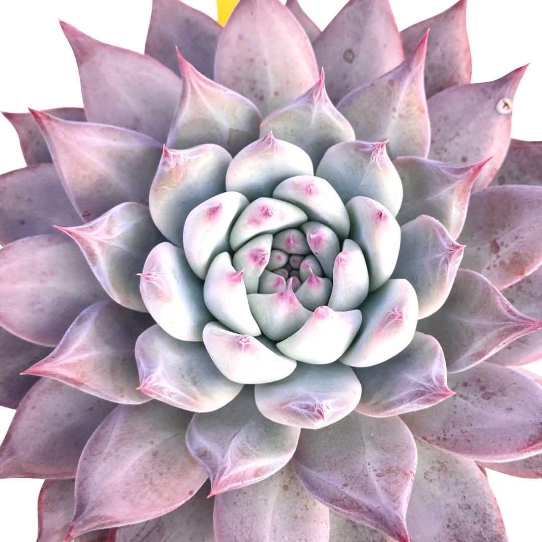 【極上苗】【札付き】 中里リンゼアナ 多肉植物 エケベリア 自家繁殖苗