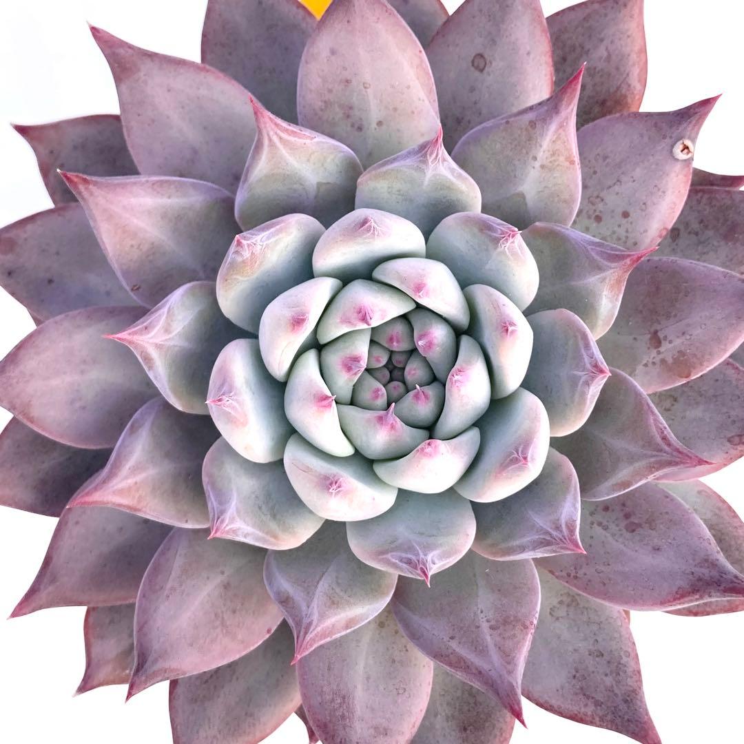 【極上苗】【札付き】 中里リンゼアナ 多肉植物 エケベリア 自家繁殖苗