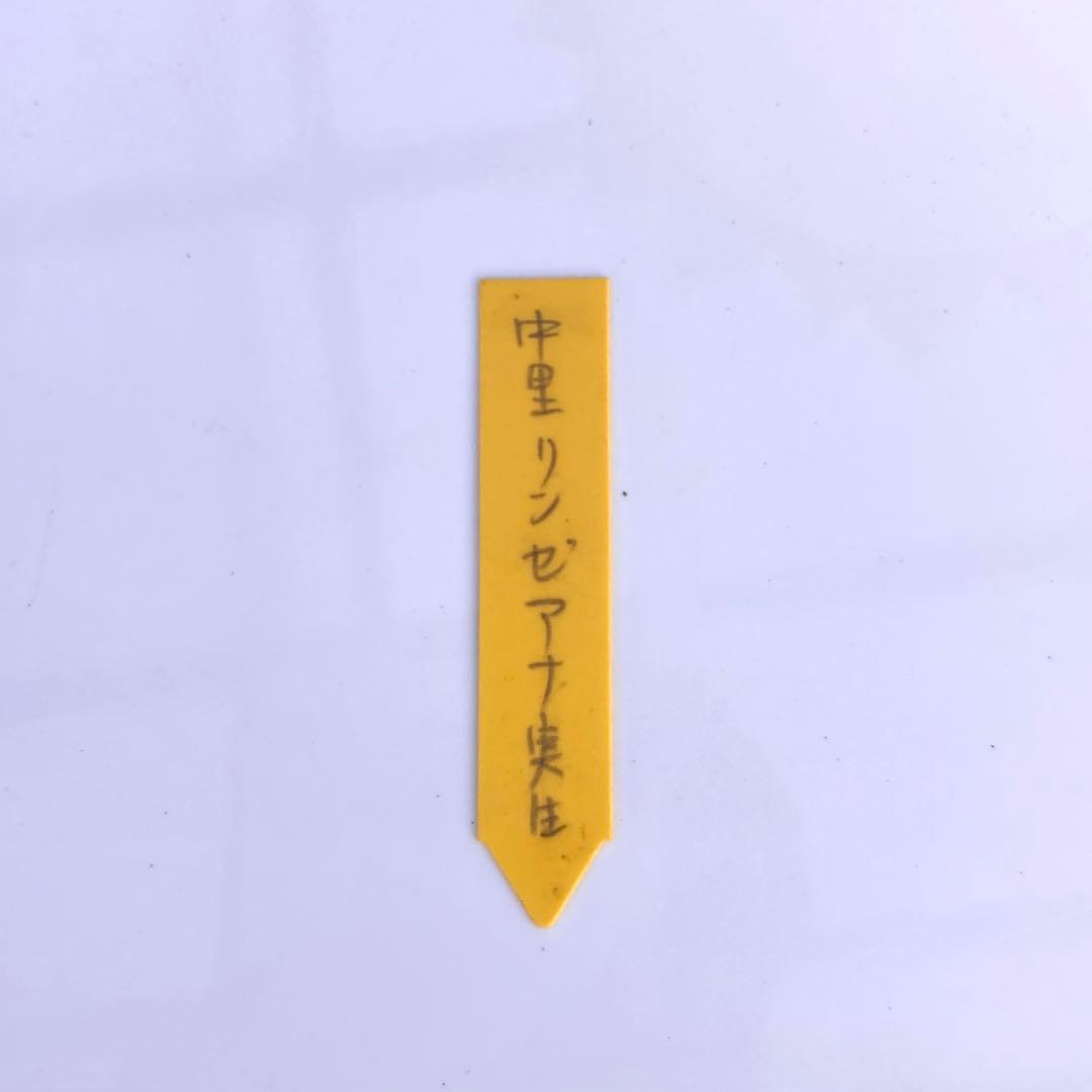 【極上苗】【札付き】 中里リンゼアナ 多肉植物 エケベリア 自家繁殖苗