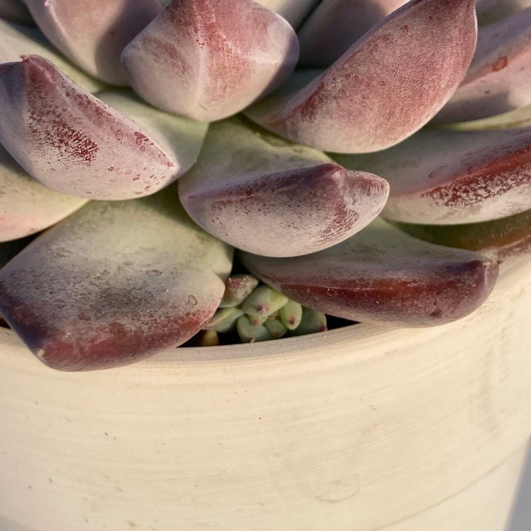 【極上苗】【札付き】 中里リンゼアナ 多肉植物 エケベリア 自家繁殖苗