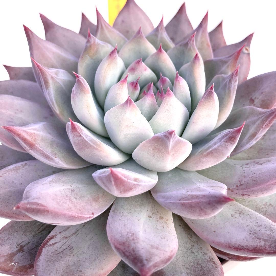 【極上苗】【札付き】 中里リンゼアナ 多肉植物 エケベリア 自家繁殖苗