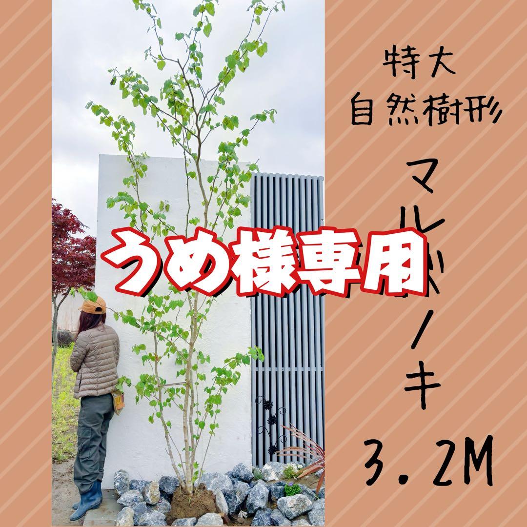 うめリクエスト商品　マルバノキ3.2M(鉢底から)