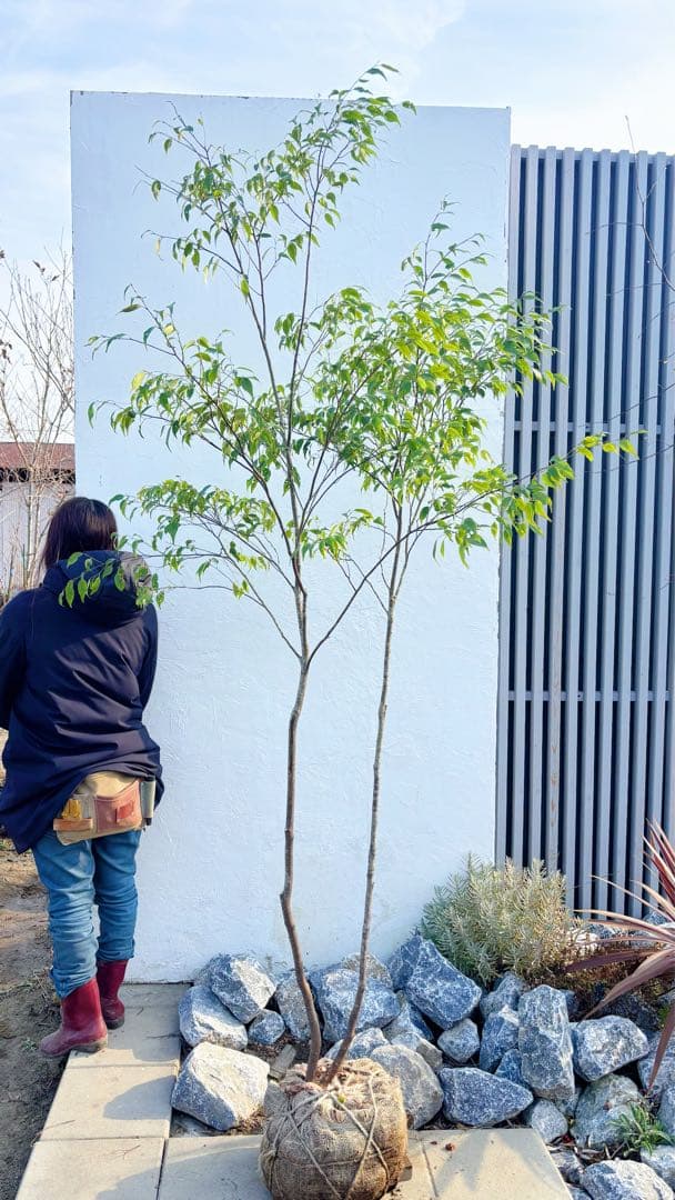 超逸品。山採りハイノキ株立ち2.4M(鉢底から)