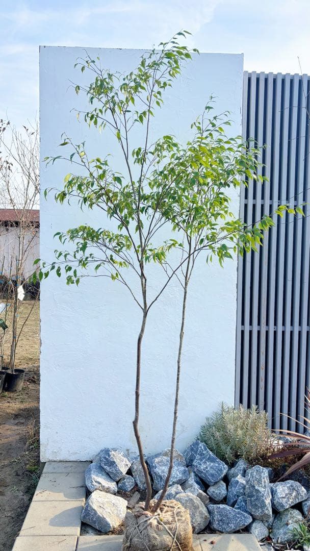 超逸品。山採りハイノキ株立ち2.4M(鉢底から)