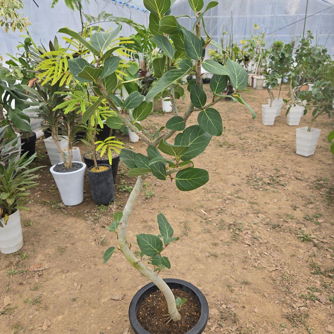 ⑯　フィカス　ベンガレンシ　8号曲がり仕立て「螺旋」特大苗木最高等級極上品‼️