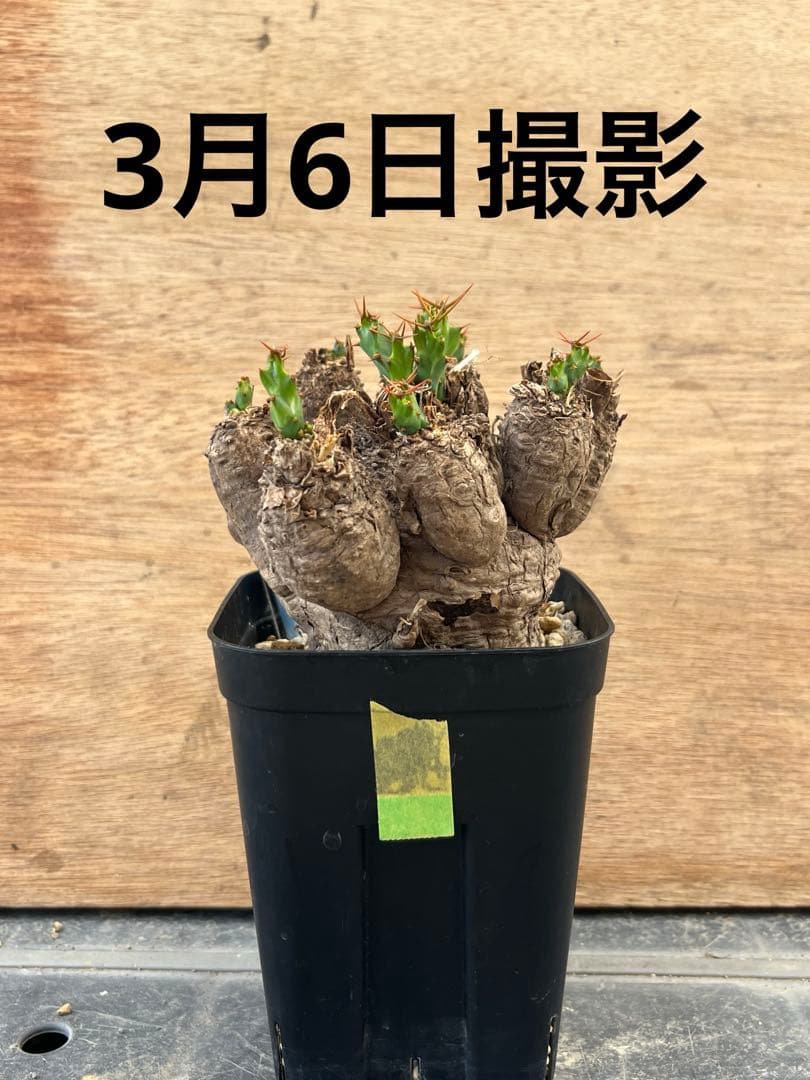 ユーフォルビア　クラビゲラ　クラビケラ