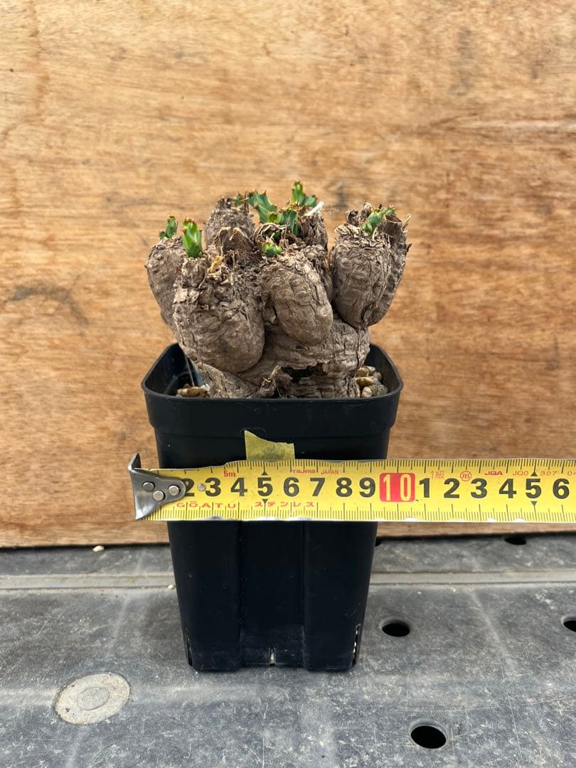 ユーフォルビア　クラビゲラ　クラビケラ