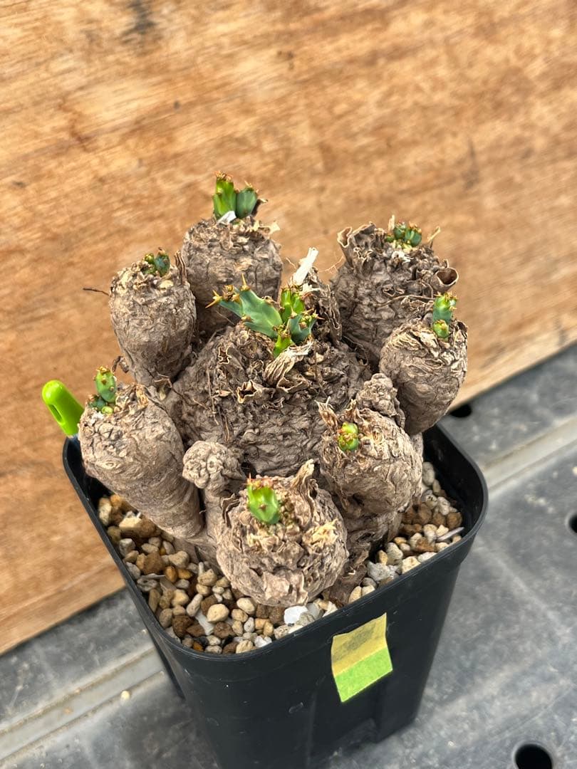 ユーフォルビア　クラビゲラ　クラビケラ