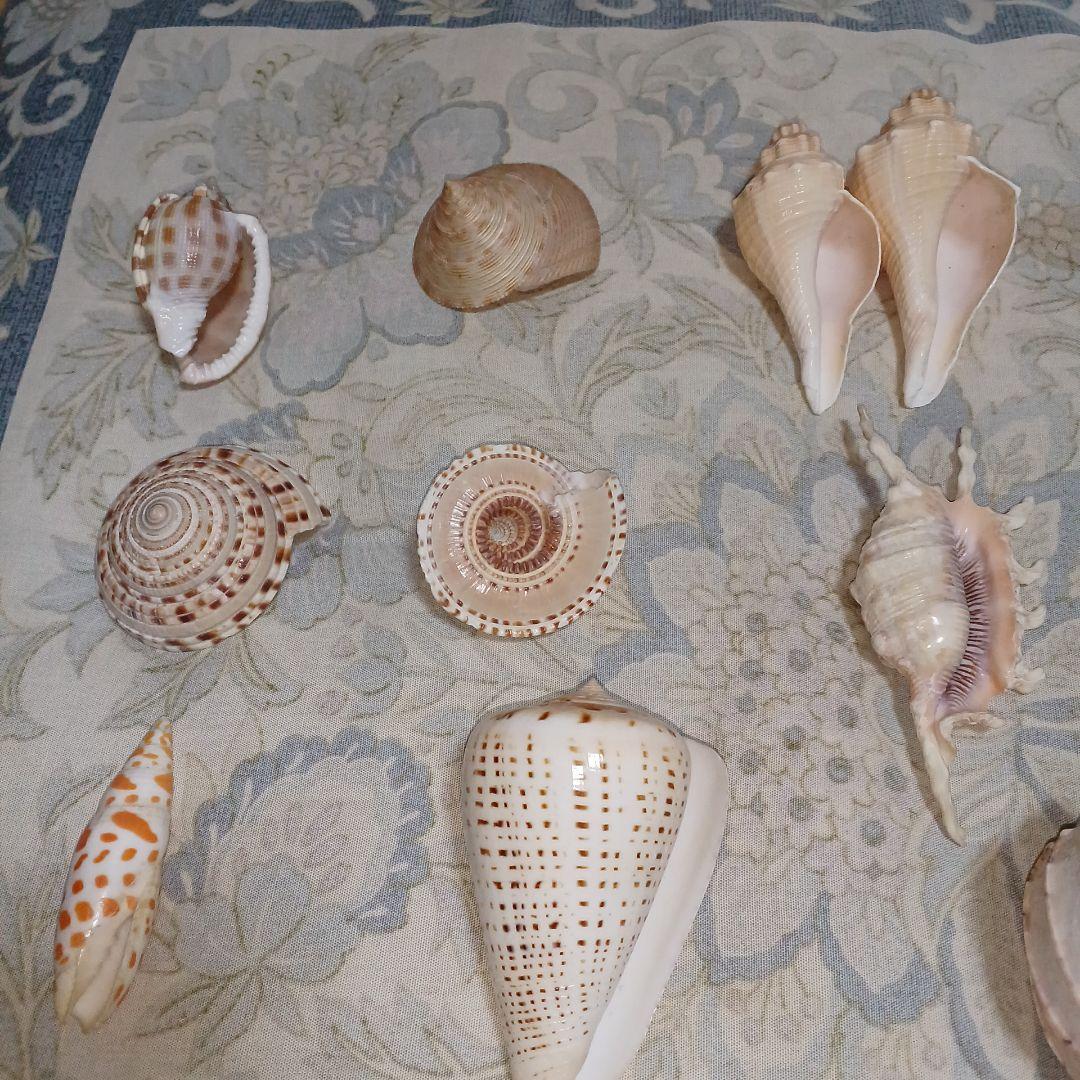 個性的な各種巻き貝厳選18個