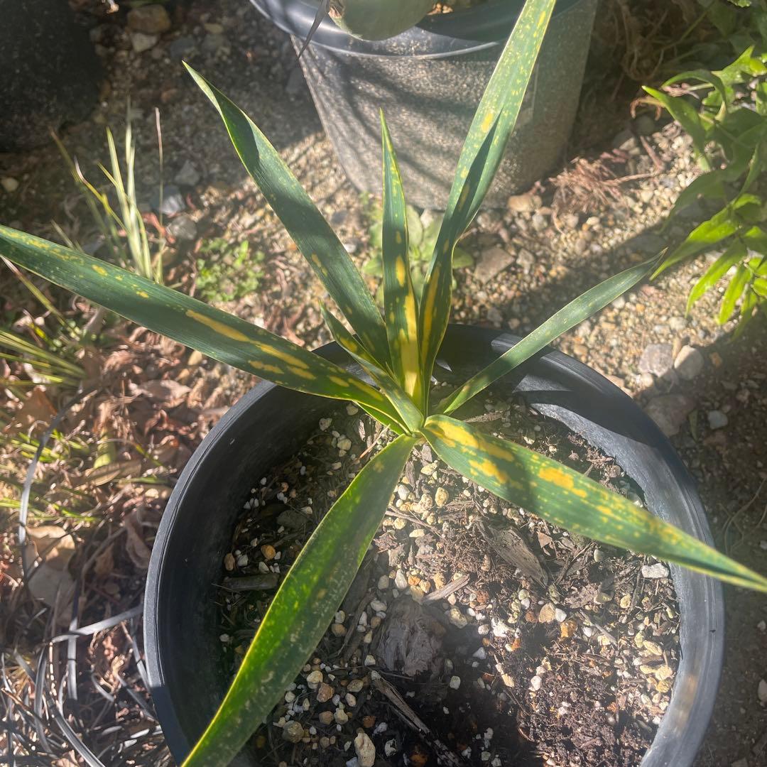 激安 ユッカ グロリオサ 散り斑 ライジングサン ロストラータ