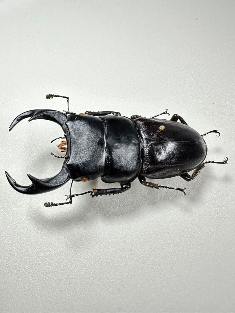 標本　パラワンパリー (70.0mm) パラワン島 野外品