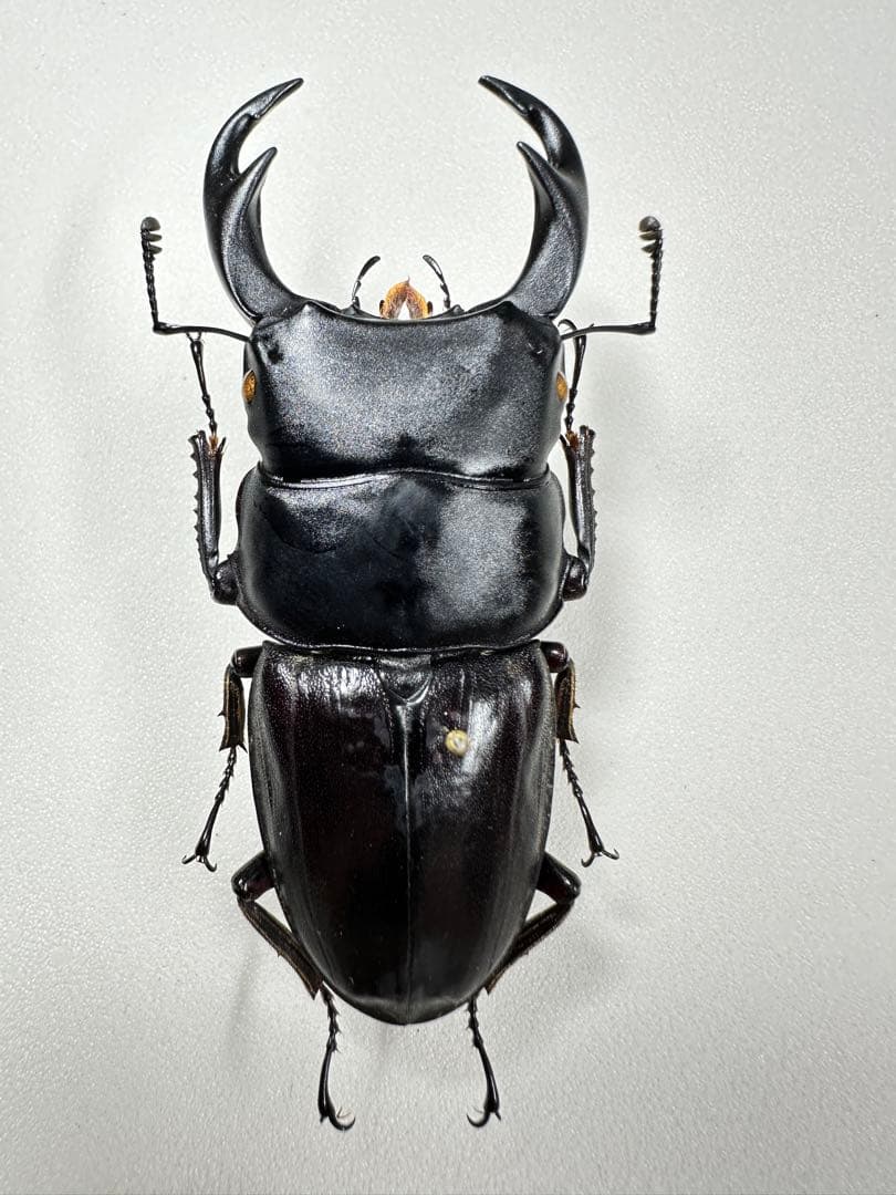 標本　パラワンパリー (70.0mm) パラワン島 野外品