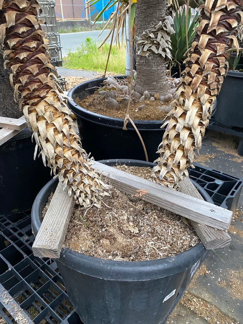 ユッカ　アロイフォリア　斑入り