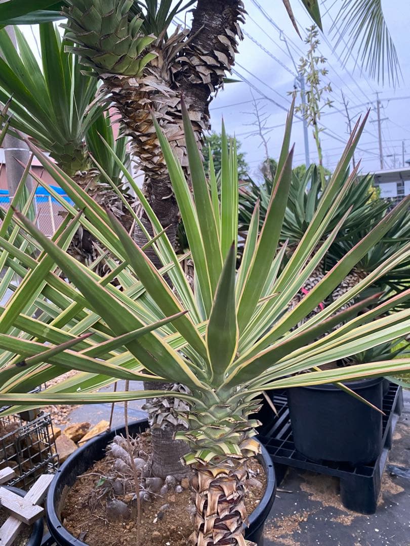 ユッカ　アロイフォリア　斑入り