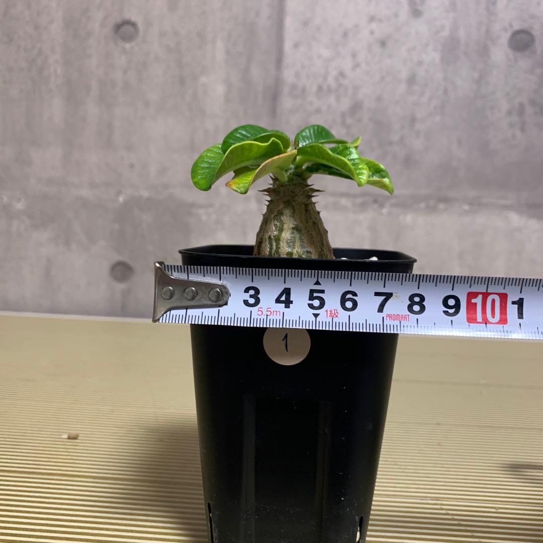 国内実生株　パキポディウム ウィンゾリー　①