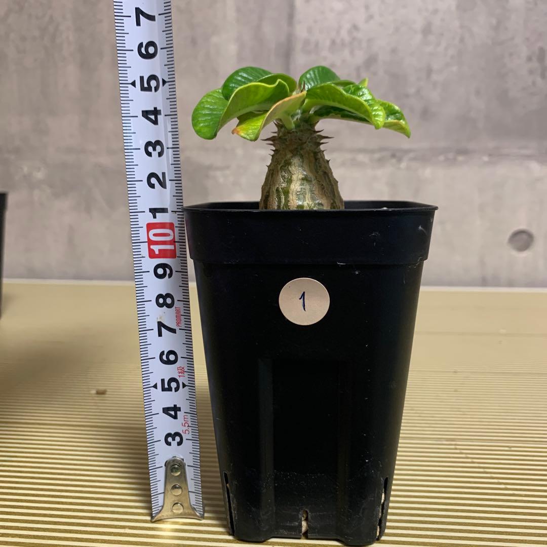 国内実生株　パキポディウム ウィンゾリー　①