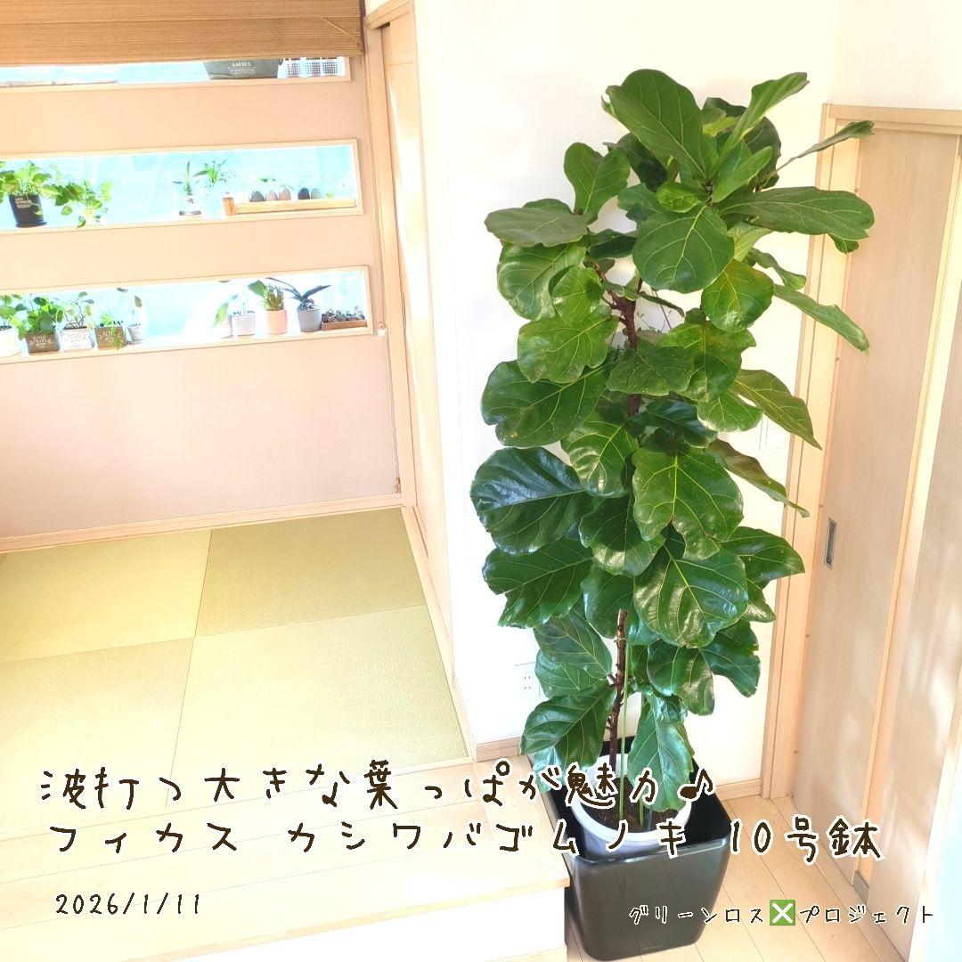 【Jonald ⚠追加有り❗️】フィカスカシワバゴムノキ10号鉢②