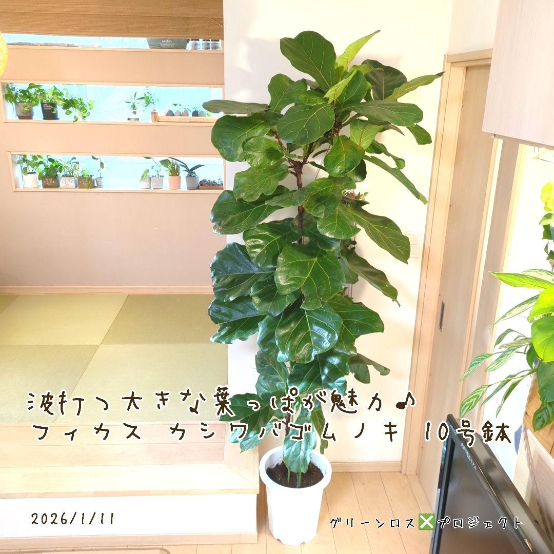 【Jonald ⚠追加有り❗️】フィカスカシワバゴムノキ10号鉢②