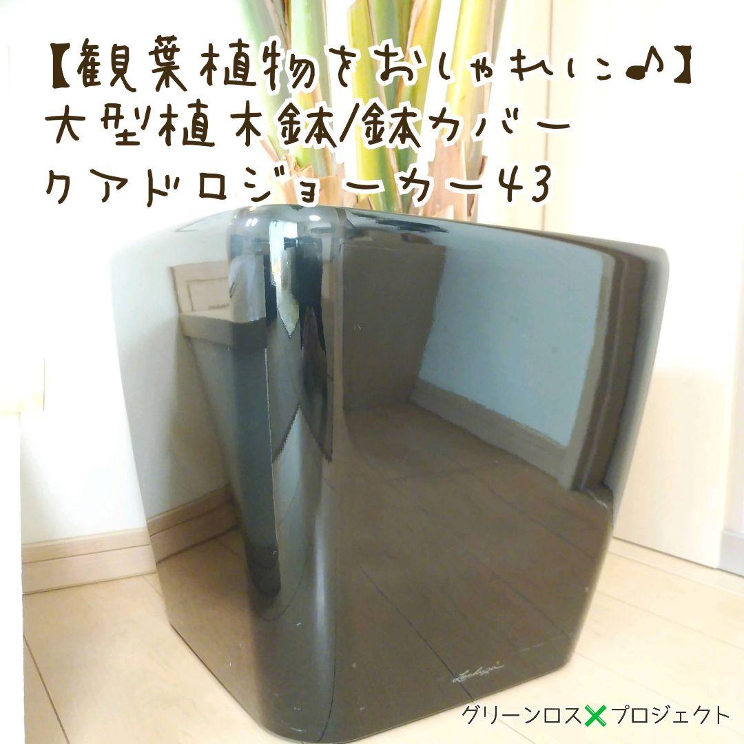 【Jonald ⚠追加有り❗️】フィカスカシワバゴムノキ10号鉢②