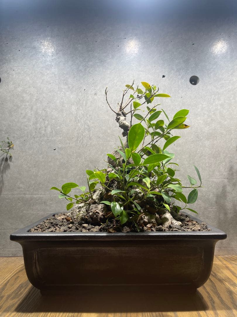 ガジュマル盆栽　特大　イボ肌