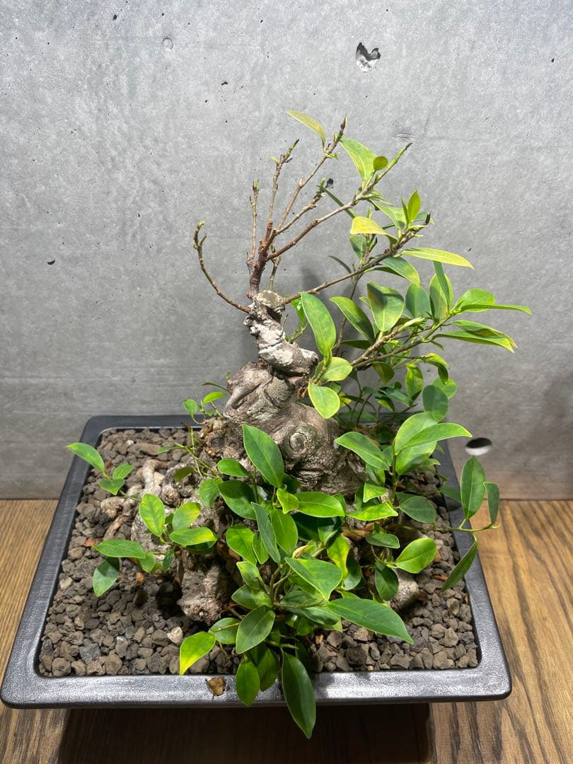 ガジュマル盆栽　特大　イボ肌