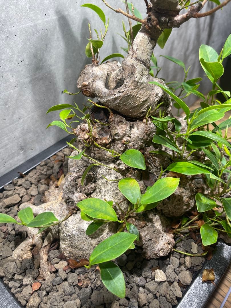ガジュマル盆栽　特大　イボ肌