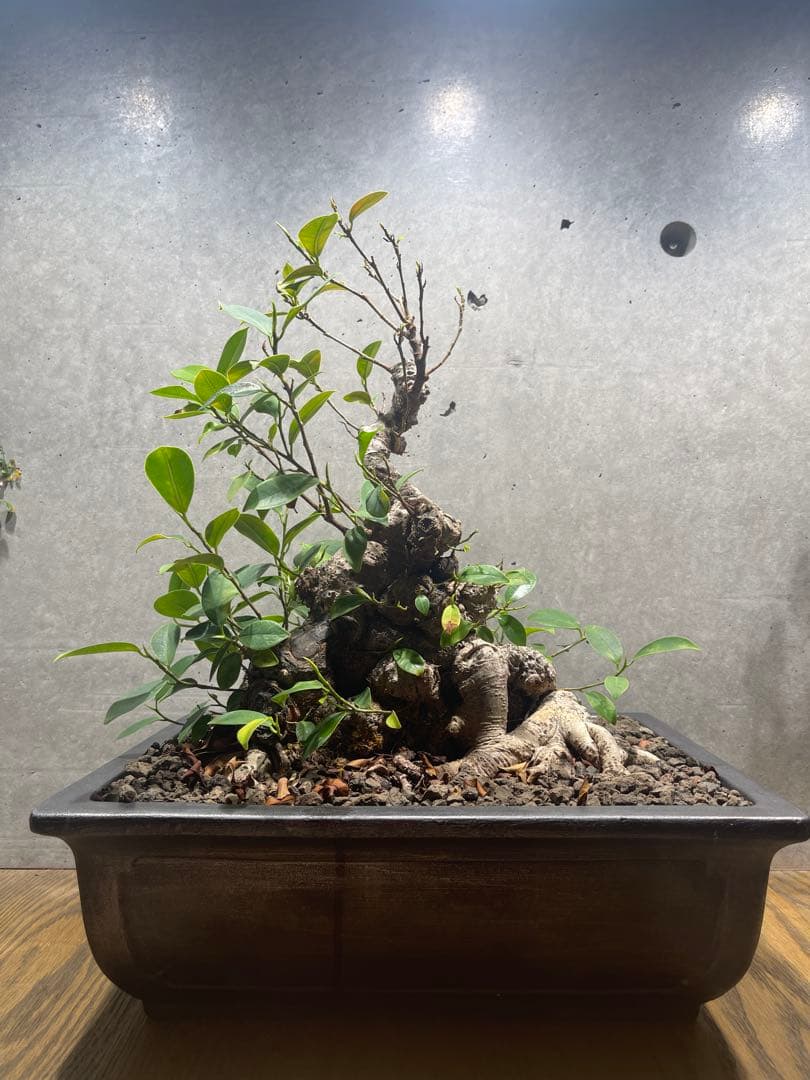 ガジュマル盆栽　特大　イボ肌