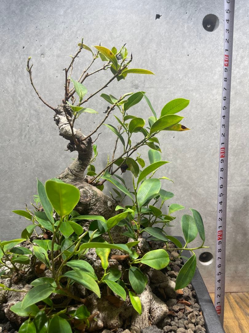 ガジュマル盆栽　特大　イボ肌