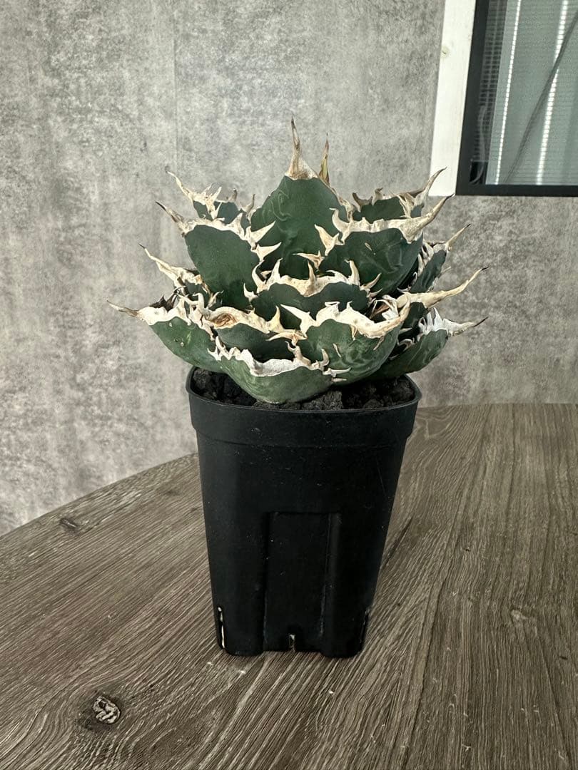 専用　海王　オアハカ　セット