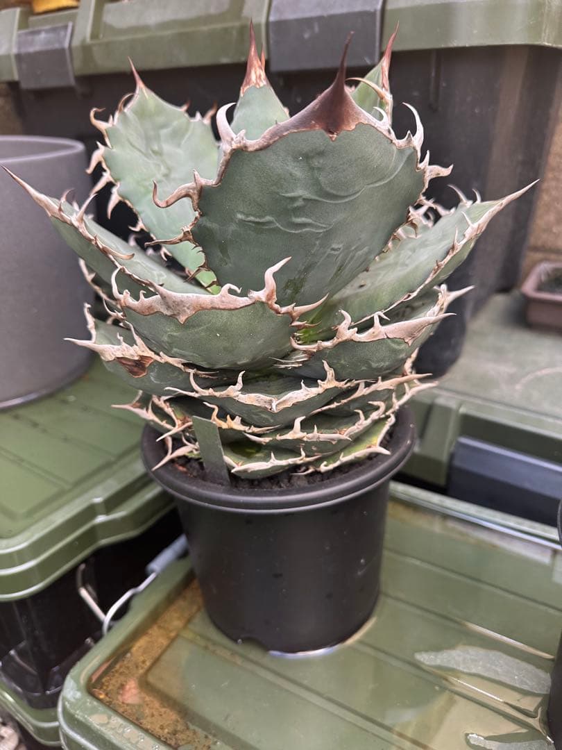 専用　海王　オアハカ　セット