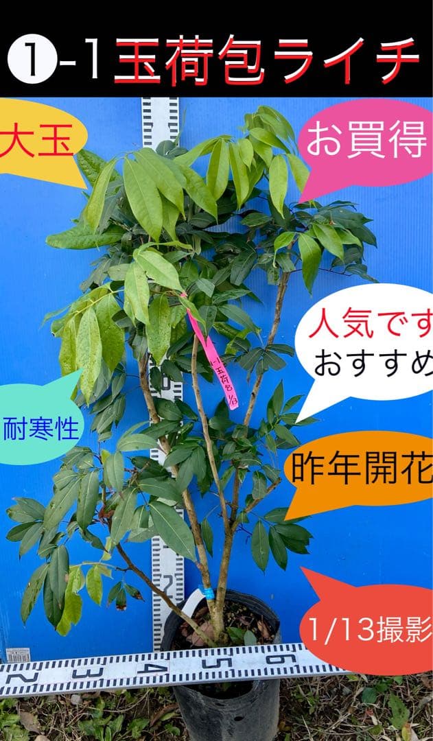 ❶-1 玉荷包ライチ　大玉　耐寒性あり