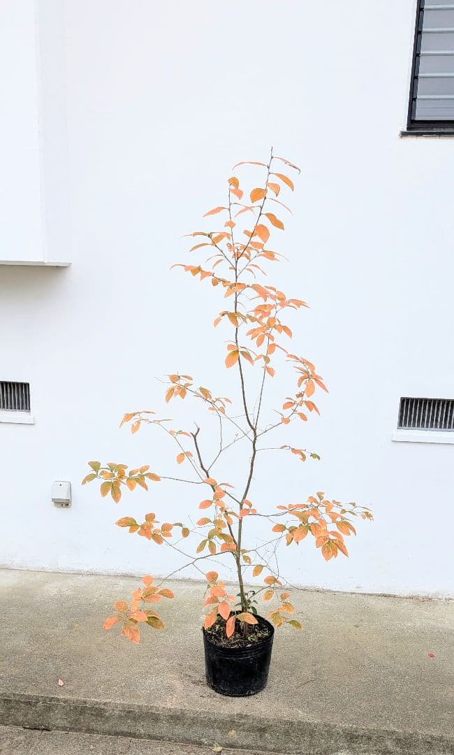 山採りヤマコウバシ。