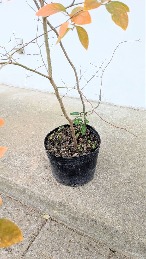 山採りヤマコウバシ。